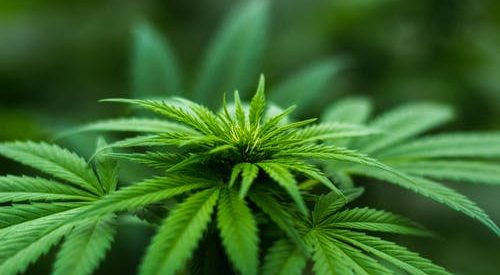Are Marijuana and Hemp the Same?