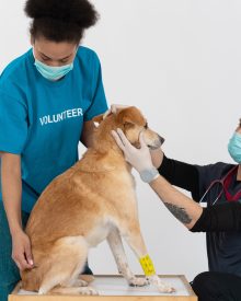 The Role of Vaccinations in Preventing Common Pet Diseases